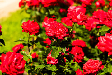 Obraz premium Red roses in a garden during a sunny day with bright colors and rich blooms attracting attention from visitors