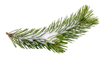 Isolated natural evergreen pine tree branch with fresh snow, winter season close up © Sorin