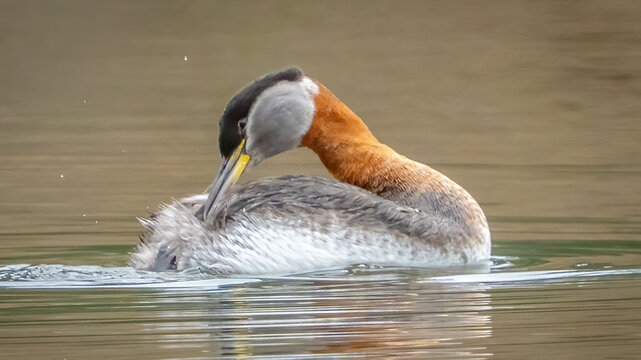 Red Necked Grebe in Fernan Lake Idaho