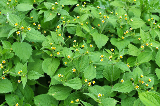 In the field it blooms galinsoga parviflora