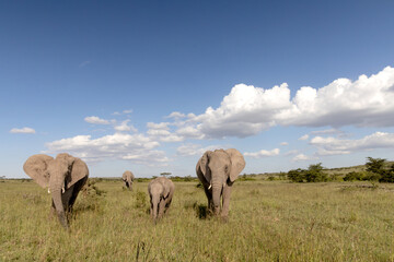 Elephant Family © George Erwin Turner