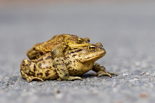 Close up of common toads (Bufo bufo) in mating position crossing asphalt road, detailed wildlife behavior with human impact, concept of migration and survival