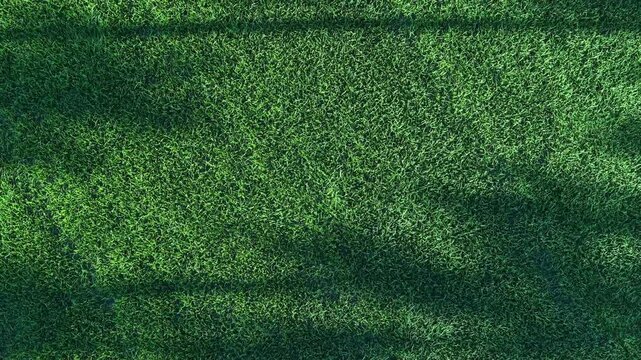 Aerial view of natural shadows across paddy field