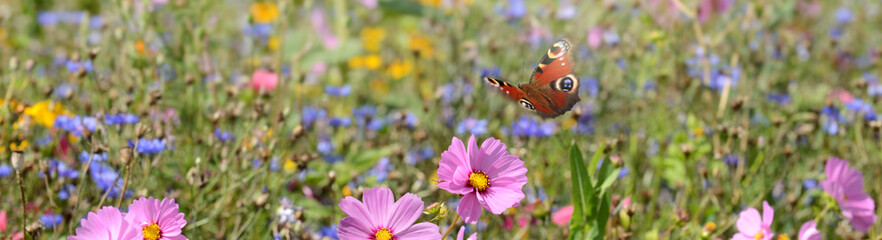 Schmetterling 1425 © K.-U. Häßler