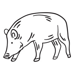 Fototapeta premium Mammal snout animal pig stroke