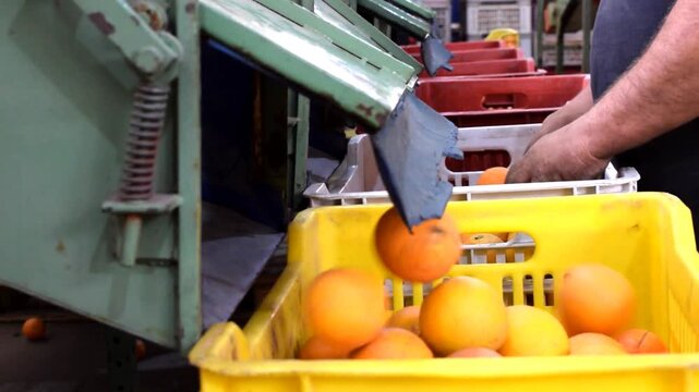 Sicilian tarocco oranges being put in a box just after the automated calibration process of a warehouse