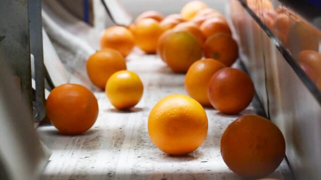 The working of citrus fruit in a modern warehouse: tarocco oranges in the conveyor belt of a machine for the automated calibration process