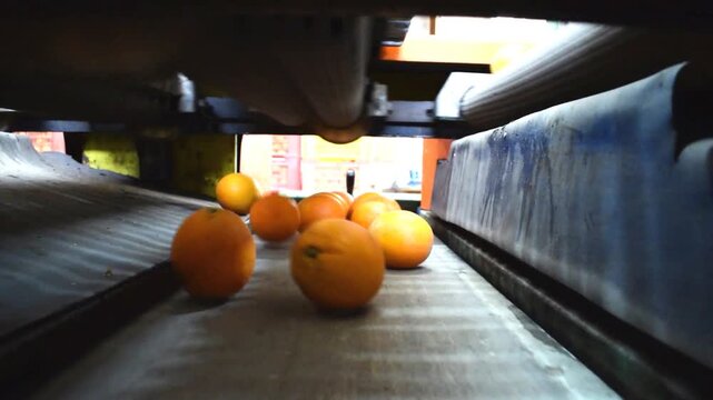 The working of citrus fruit in a modern warehouse: tarocco oranges in the conveyor belt of a machine for the automated calibration process
