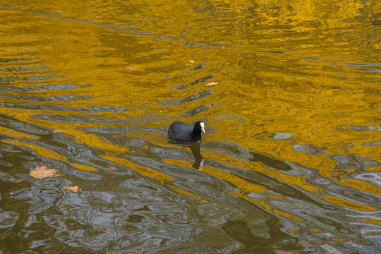 Coot Fulica atra - a wild duck swimming in the calm water of the lake in the park, natural reflections and a peaceful atmosphere.