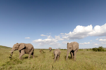 Elephant Family © George Erwin Turner