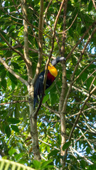 Obraz premium Channel-billed toucan feeding on palm tree berries in the Brazilian Atlantic Forest