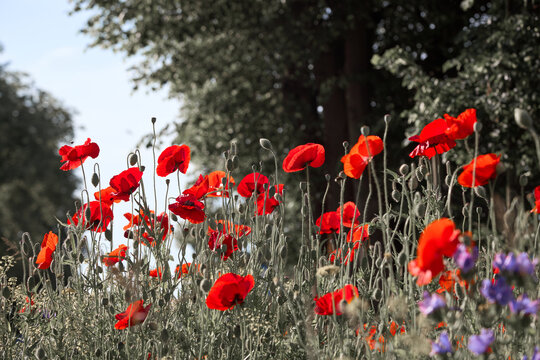 Poppy flowers close-up in a poppy field. Artistic image processing, black and white background