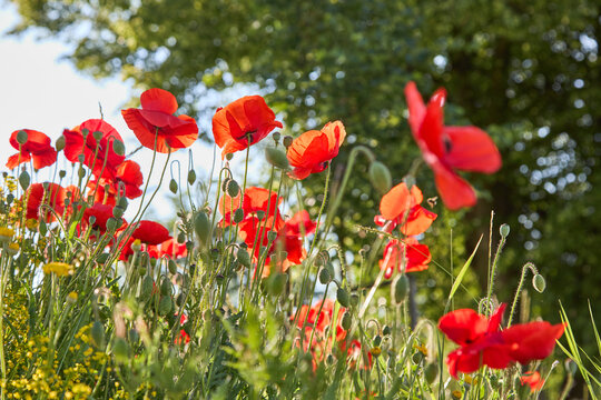 Poppy flowers close-up in a poppy field in the summer in the sun. Selective focus