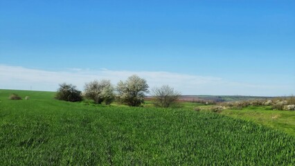 Fototapeta premium wide green hills covered with fresh grass and blooming trees extend into distance under bright blue sky creating calm scenic countryside