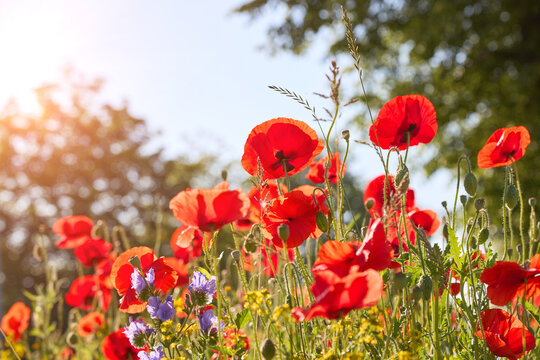 Poppy flowers close-up in a poppy field in the summer in the sun. Selective focus