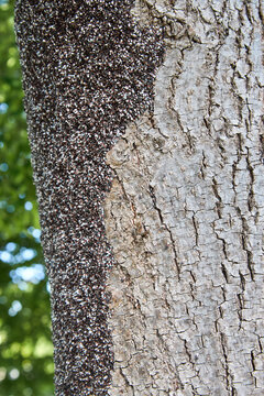 A colony of lime seed bug hibernating on lime tree