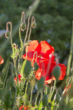 Poppy flowers close-up in a poppy field in the summer in the sun. Selective focus