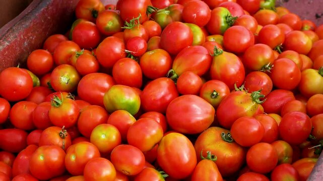 A large quantity of ripe red tomatoes freshly harvested and poured into a wheelbarrow in the field. Concept of organic farming, vegetable cultivation, and seasonal harvest. Fresh produce, agriculture