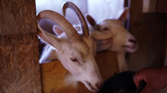 Farmer hand feeding horned goats in a barn