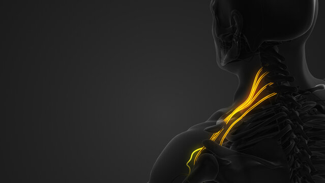 Left Brachial Plexus Terminal Nerves Anatomy
