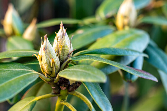 rododendron