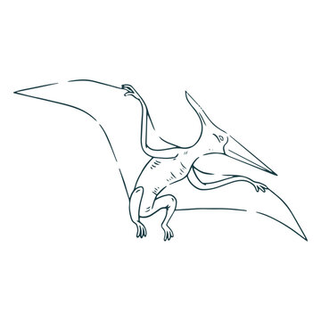 Pterodactylus drawing