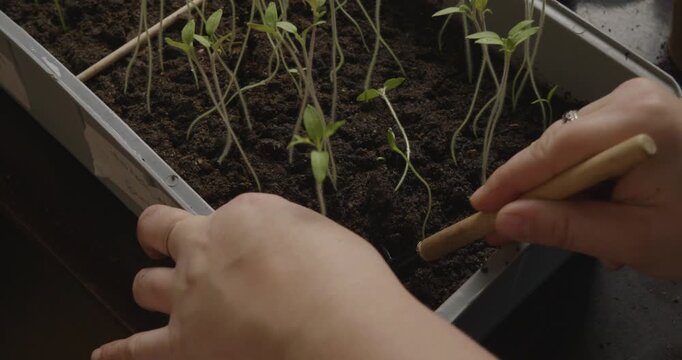 Close-up view of a person's hands carefully digging out a small tomato sprout from a seedling tray with a miniature tool, preparing it for repotting in a new container.