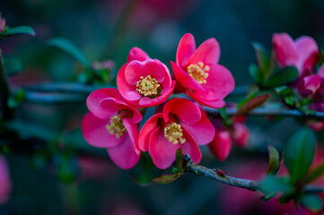 Obraz premium pink flower