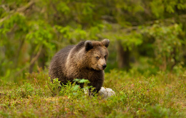 Young brown bear walking through dense green vegetation in a boreal forest © giedriius
