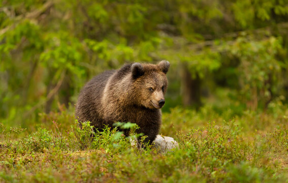 Young brown bear walking through dense green vegetation in a boreal forest