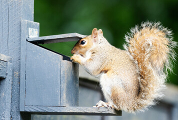 Portrait of a grey squirrel eating nuts and seeds on a squirrel feeder