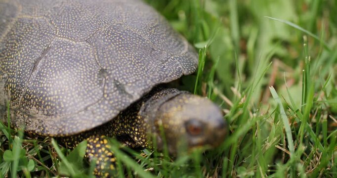 Turtle moving through grass close u