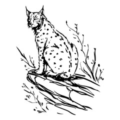 Sitting lynx sketch © Vexels