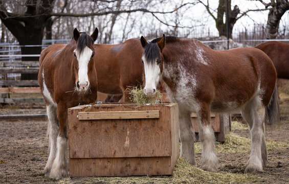 Chevaux en alimentation, printemps, jour, horizontal
