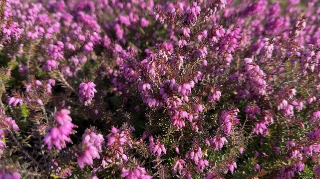 Close-up shot of pink heather flowers. Low angle emphasizes texture of blooms and green foliage. Sunlight enhances colors.