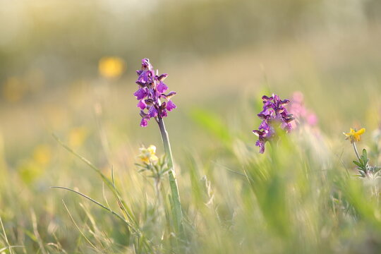 una orchidea Anacamptis morio in primavera al tramonto
