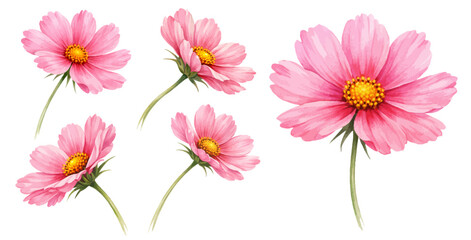 A watercolor collection of pink cosmos flowers featuring soft blooming petals and yellow centers in a natural botanical style isolated on white background. © liana