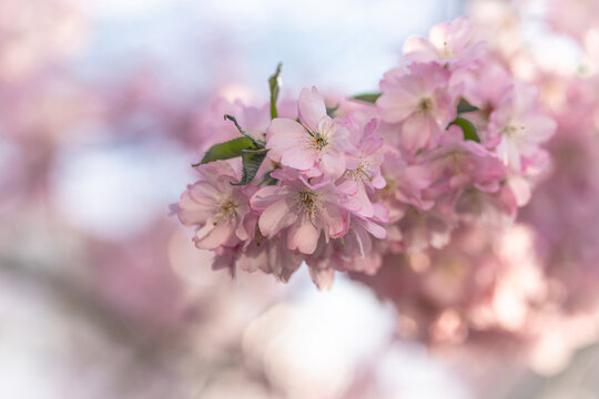 Rosa bl&uuml;hende Kirschbl&uuml;ten