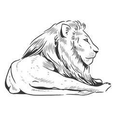 Lion line art laying © Vexels