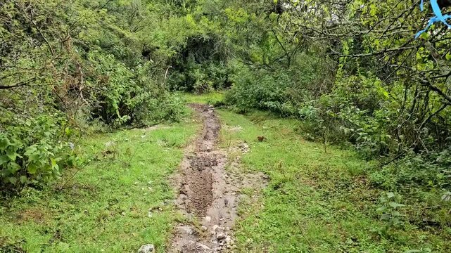 Caminata por sendero natural rodeado de vegetaci&oacute;n en bosque