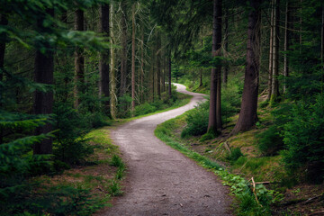 Obraz premium Scenic Winding Path Through Lush Forest, Surrounded by Tall Trees and Greenery