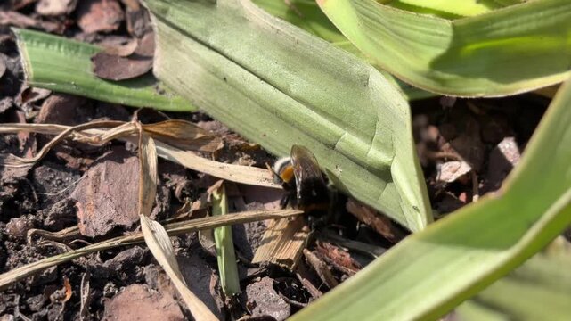 a bumblebee queen in early spring in green grass in close-up video