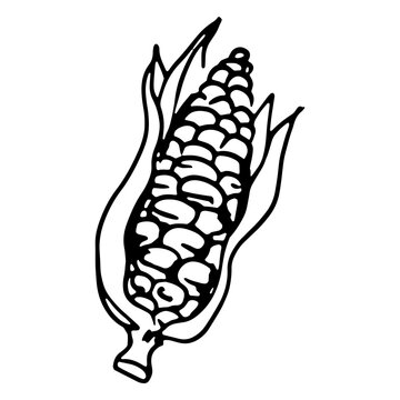 Ear of corn design