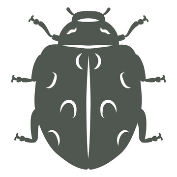 A beetle in the shadows