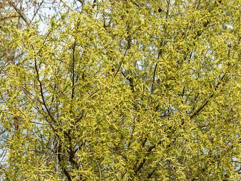 Salix alba - White willow producing long, supple, grey-brown branches covered with young, silky, lanceolate green foliage and arching, yellowish male catkins in early spring
