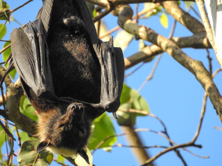 Obraz premium Close-up of Fruit Bat