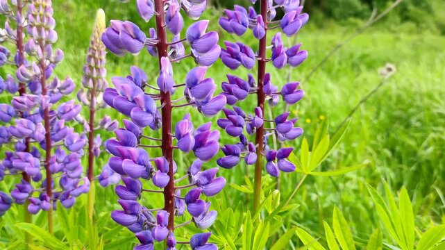 Daylight saving time. The flowering period. Blooming lupine. Warm sunny weather. Purple flowers.