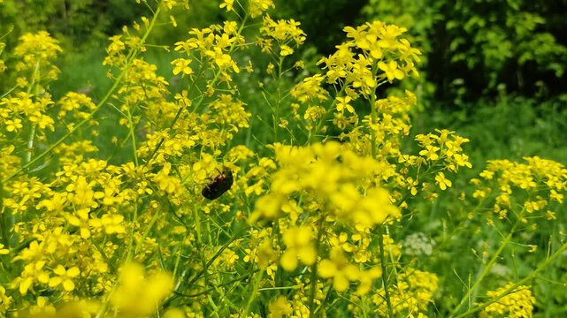 The beetle sits on the rapeseed flowers. An insect flies over flowers. Yellow flowers in the field. It's summer time. The flowering period.
