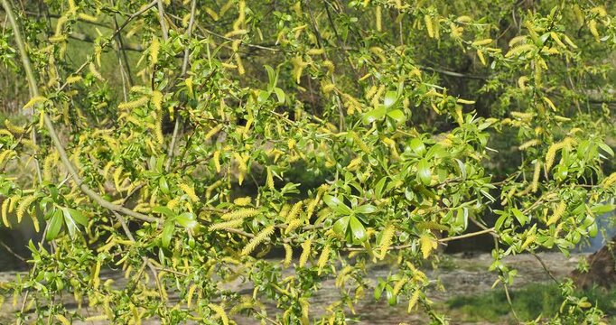 Salix alba - Spring flowering of white willow tree producing green and silvery white young leaves and yellow catkins on yellow smotth arching and hanging branches swaying lightly in the wind

