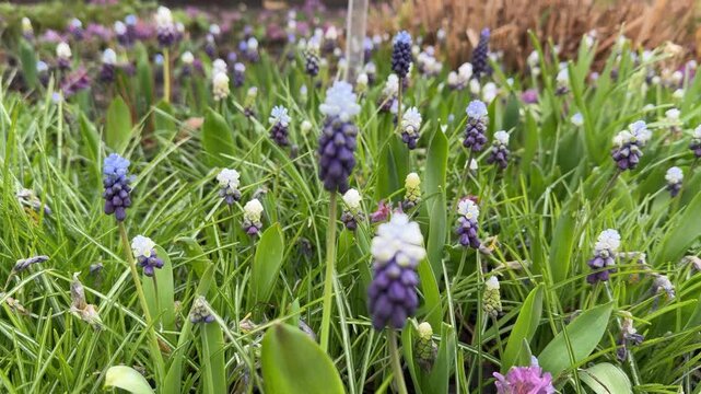 Close-up view of blue muscari flowers with lush green leaves, showcasing texture of petals and stems.